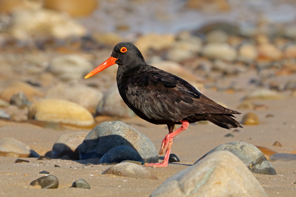 Black African Oyster Catcher-1154405340.jpg