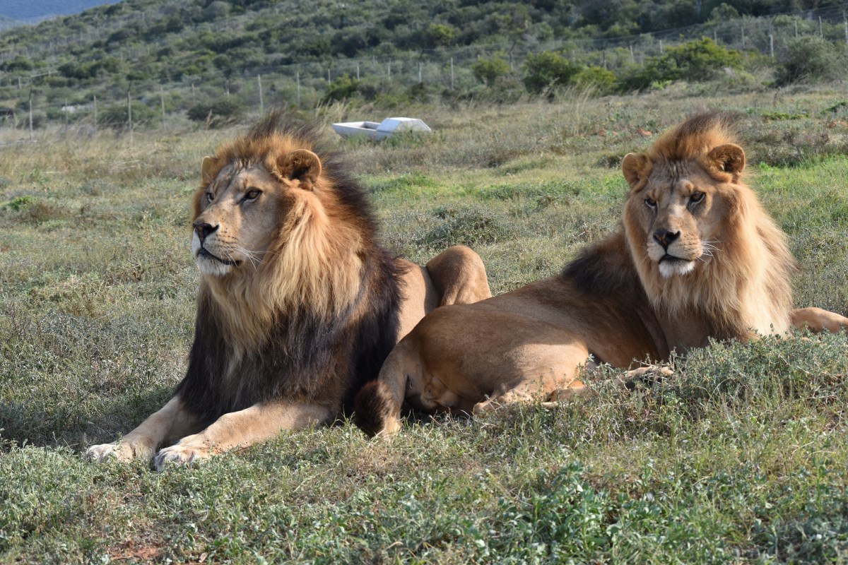 Jora and Black at Shamwari's Born Free Education Centre and Sanctuary (2)