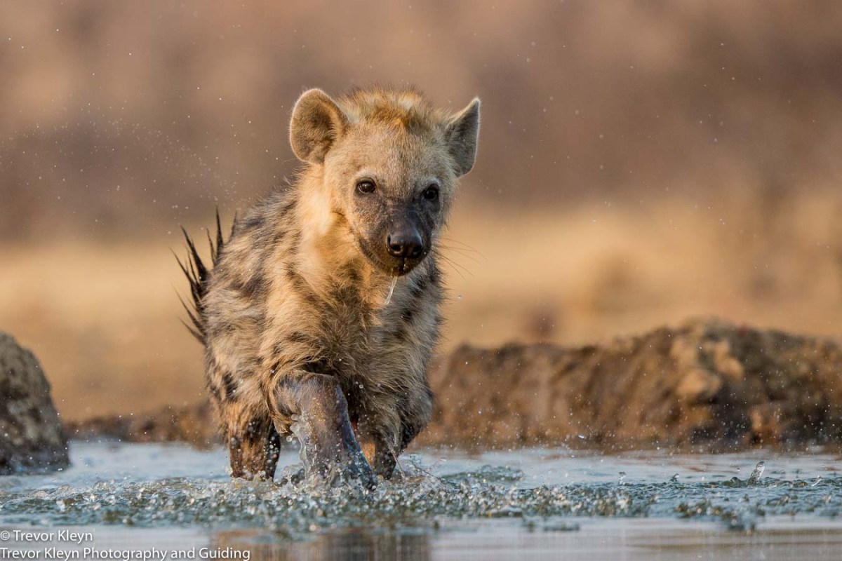 Trevor Kleyn Photography and Guiding AWS-10.jpg