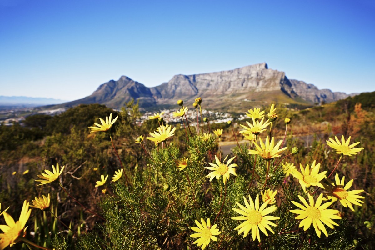 Cape Floral Kingdom-157639908_1600x1067.jpg