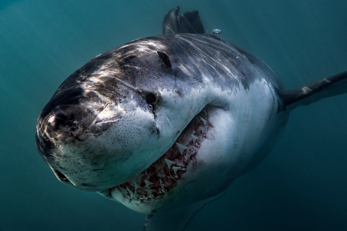 Great White Shark Gansbaai-683731629.jpg