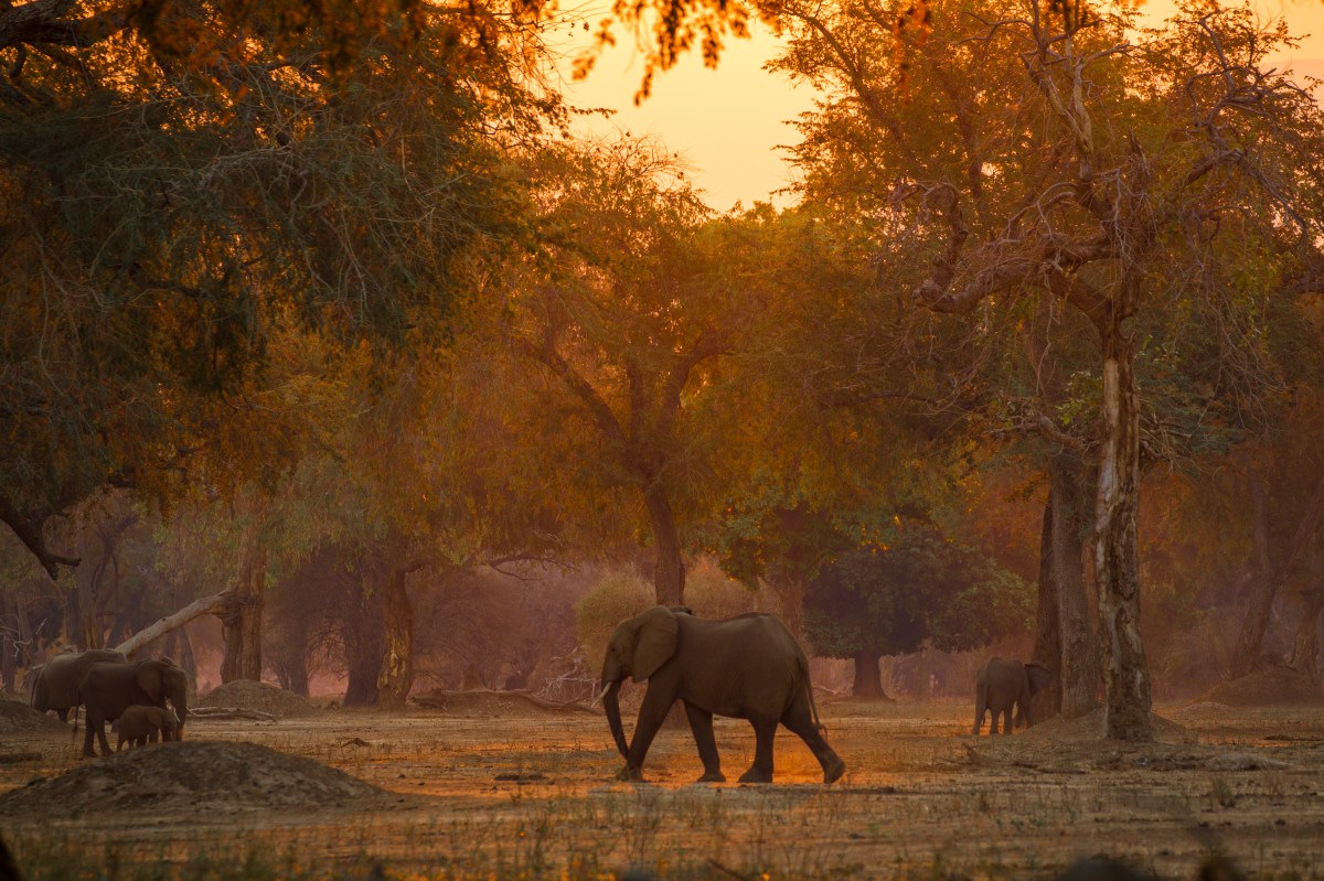 Mana Pools Elephant Zimbabwe-1140115795.jpg
