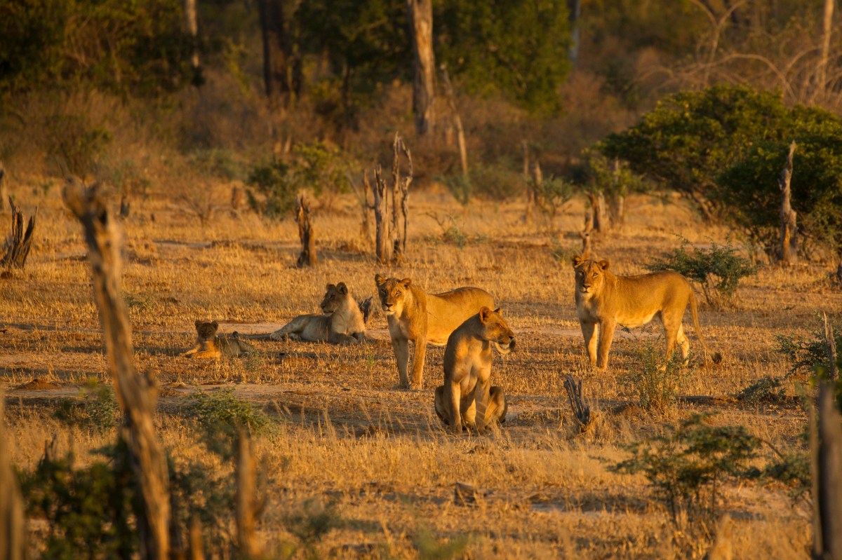 Mana Pools Zimbabwe Lion-1140115689.jpg