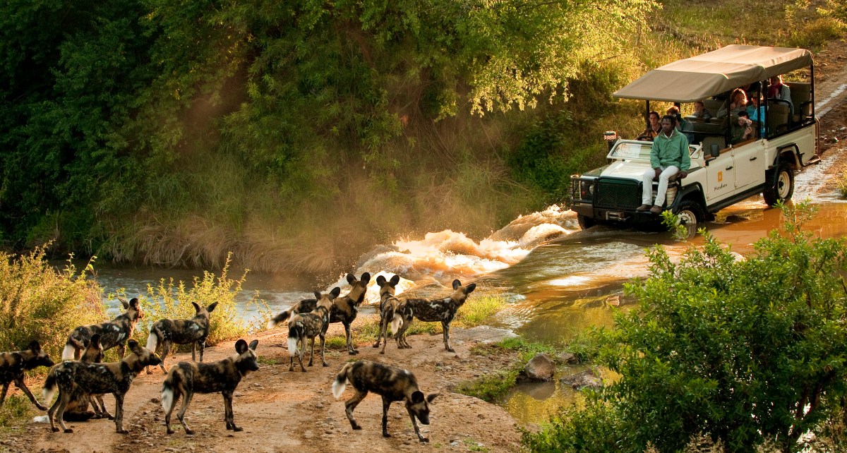 Morukuru Family Madikwe - African Wild Dogs and vehicle