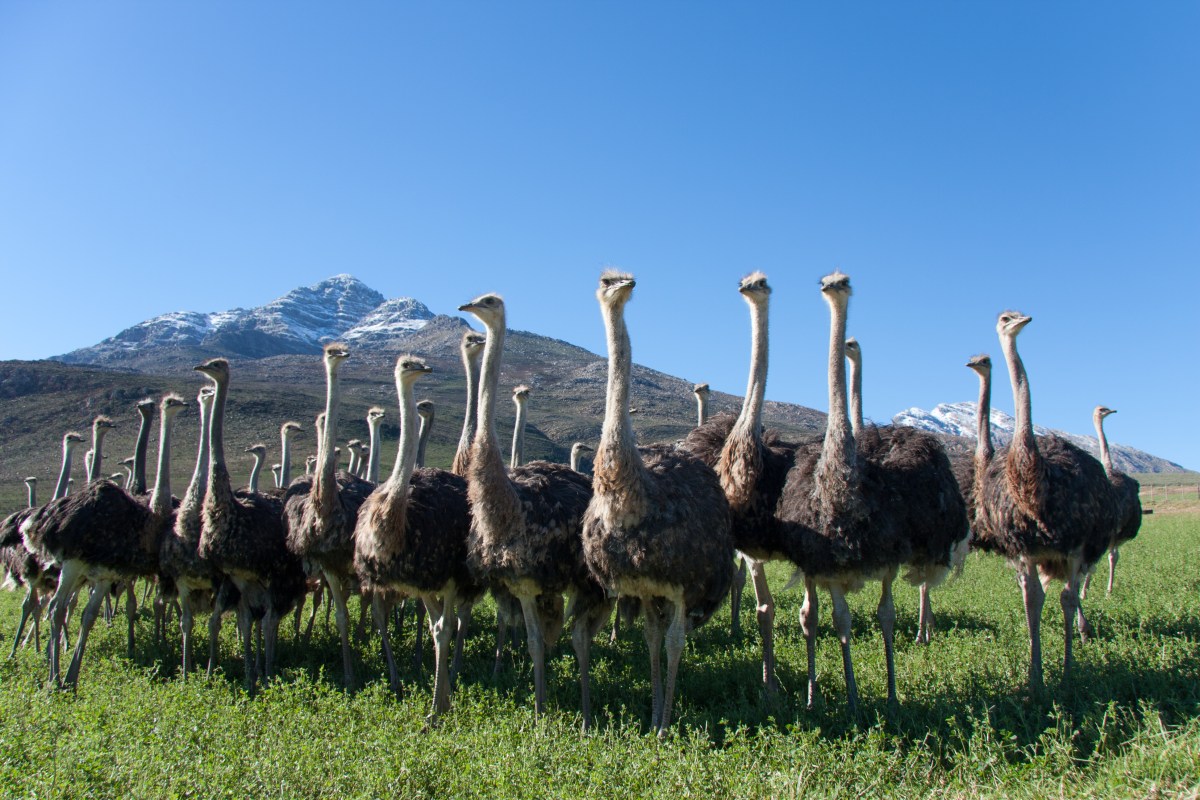 Oudtshoorn_Ostriches-511745034.jpg