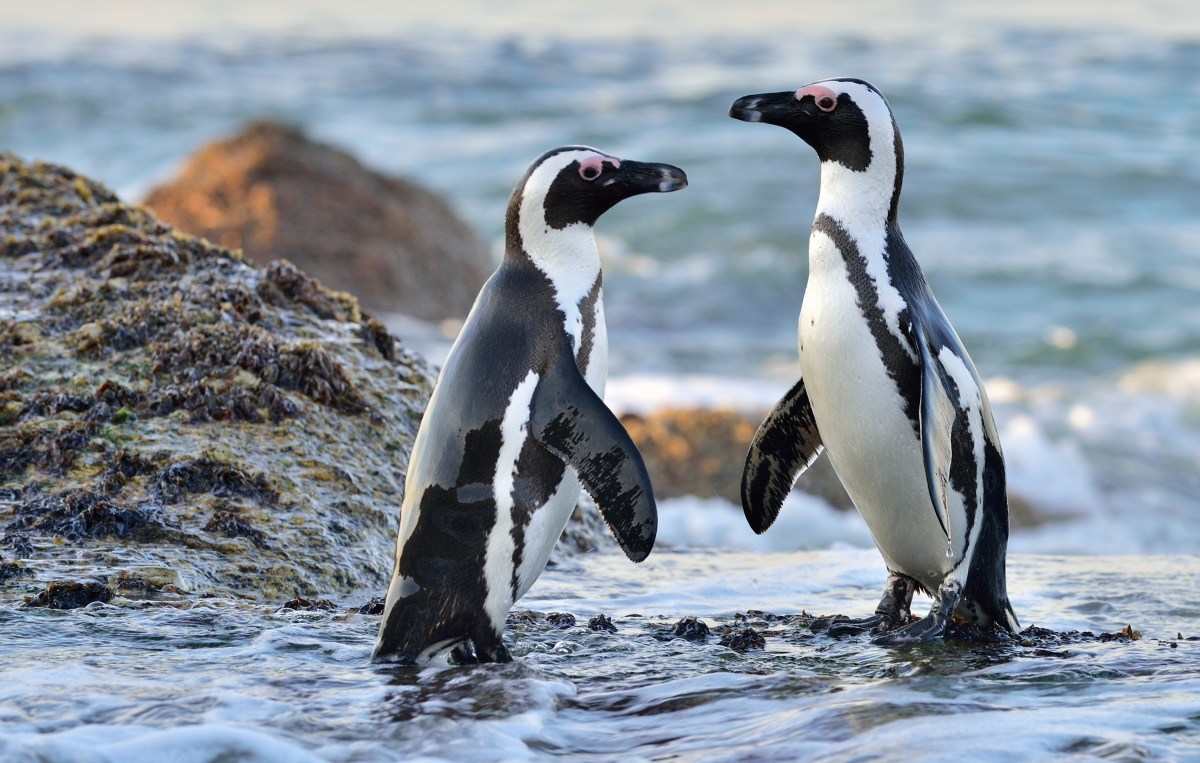 African Penguins on the seashore.