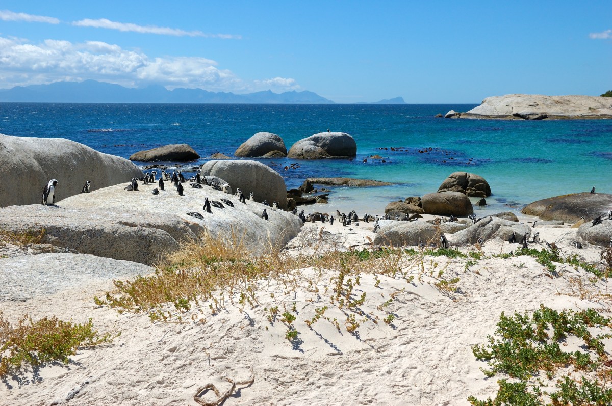 The Penguins of Boulders Beach