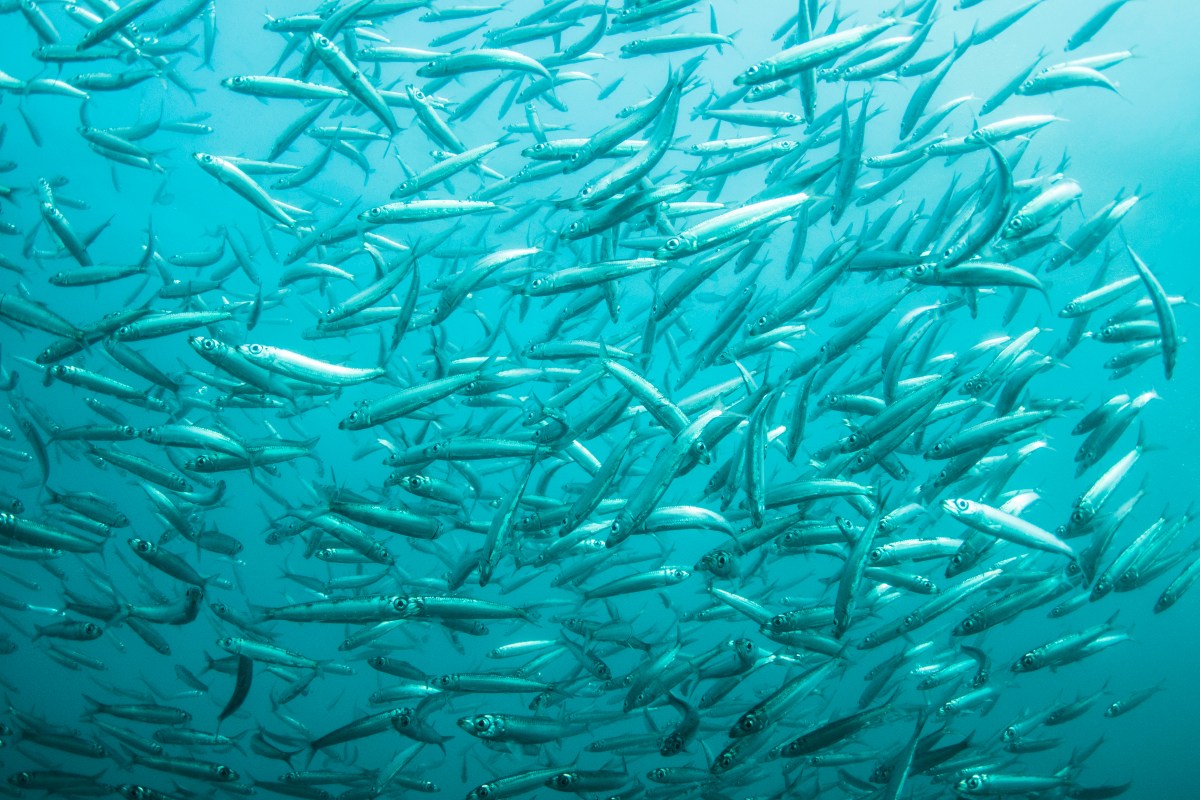Sardine Run South Africa-479236904.jpg