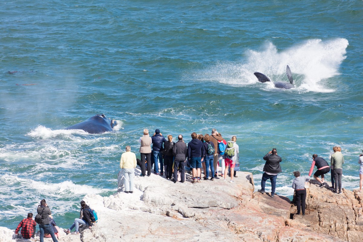 Hermanus_Whalewatching-1088169824.jpg