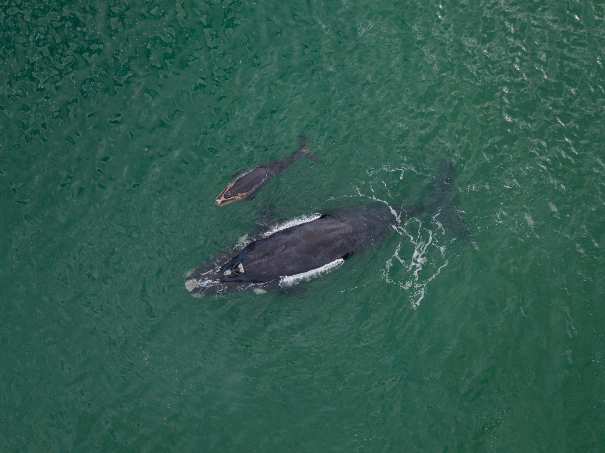 Southern Right Whale mother and calf-1030158124.jpg