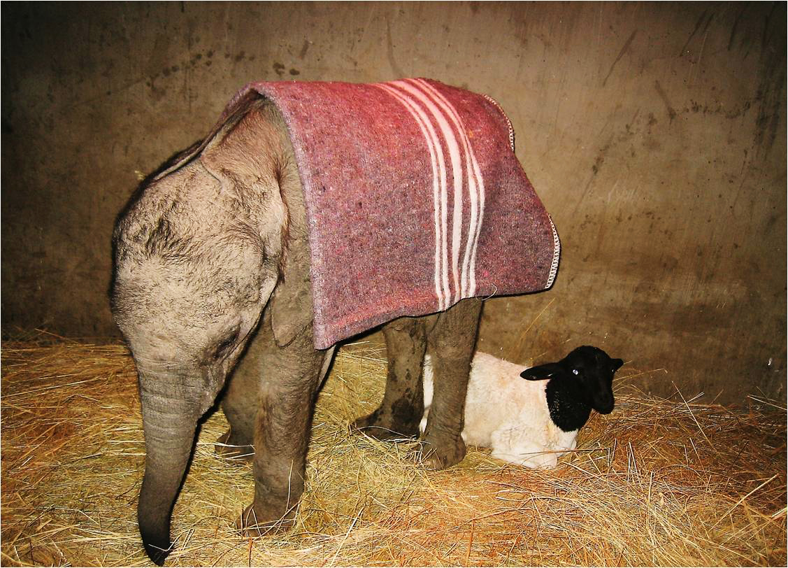 Jabulani as he arrived