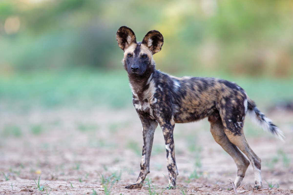 Wil dog in Zimanga Game Reserve near Mkuze in South Africa