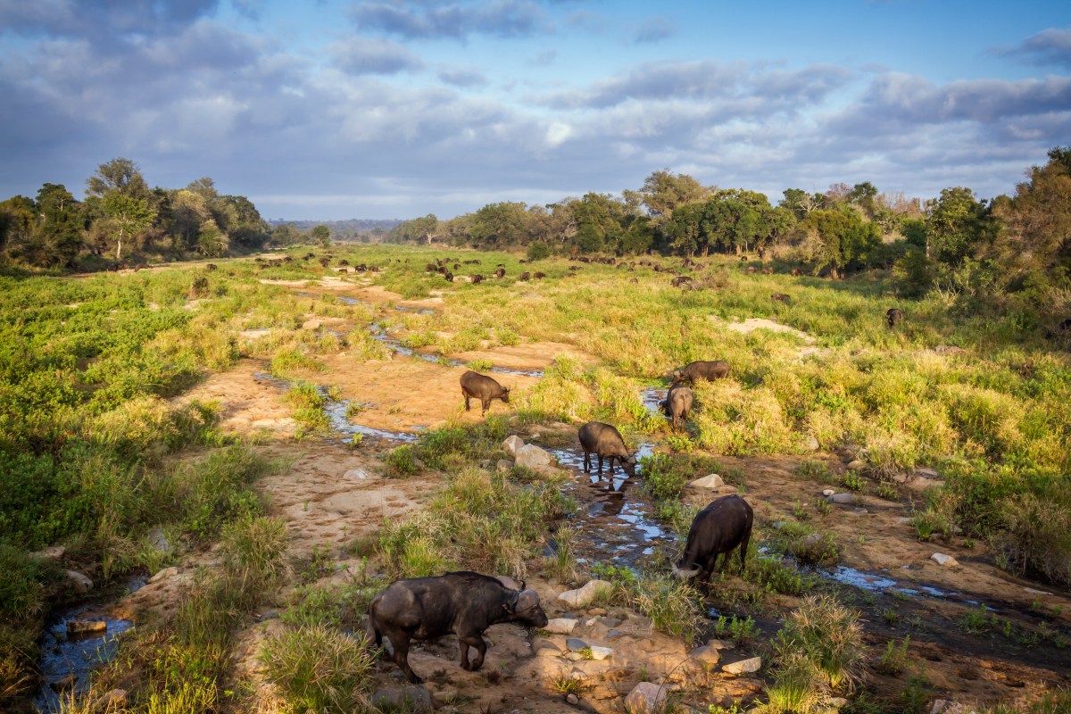 African buffalo in Kruger National park, South Africa