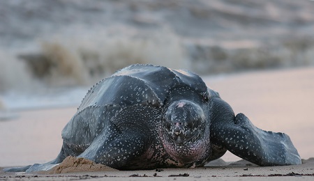 Leatherback turtle_7127584