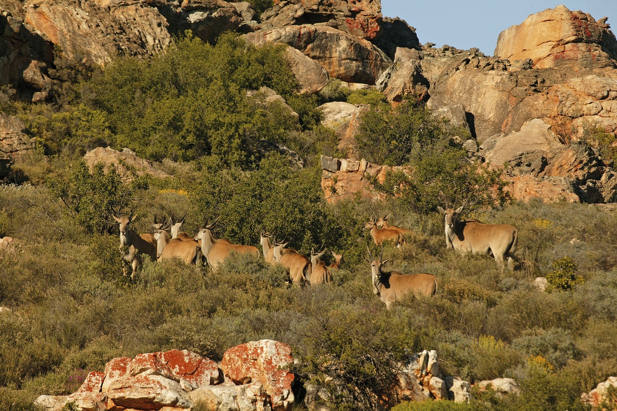 Bushmans Kloof Wildlife