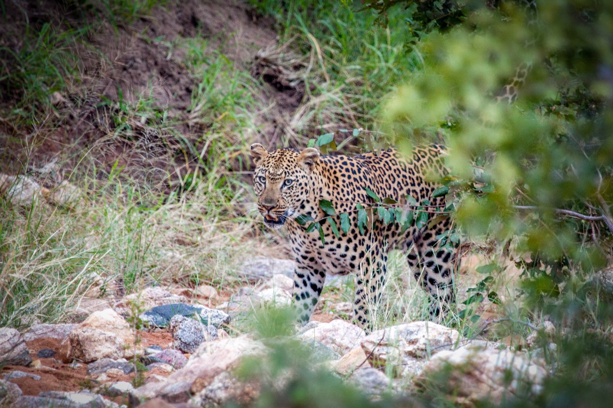 Garonga-ClaireBirtwhistle-8080