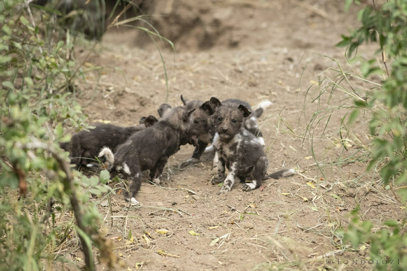 Wild-Dog-Pup-2-1398x932