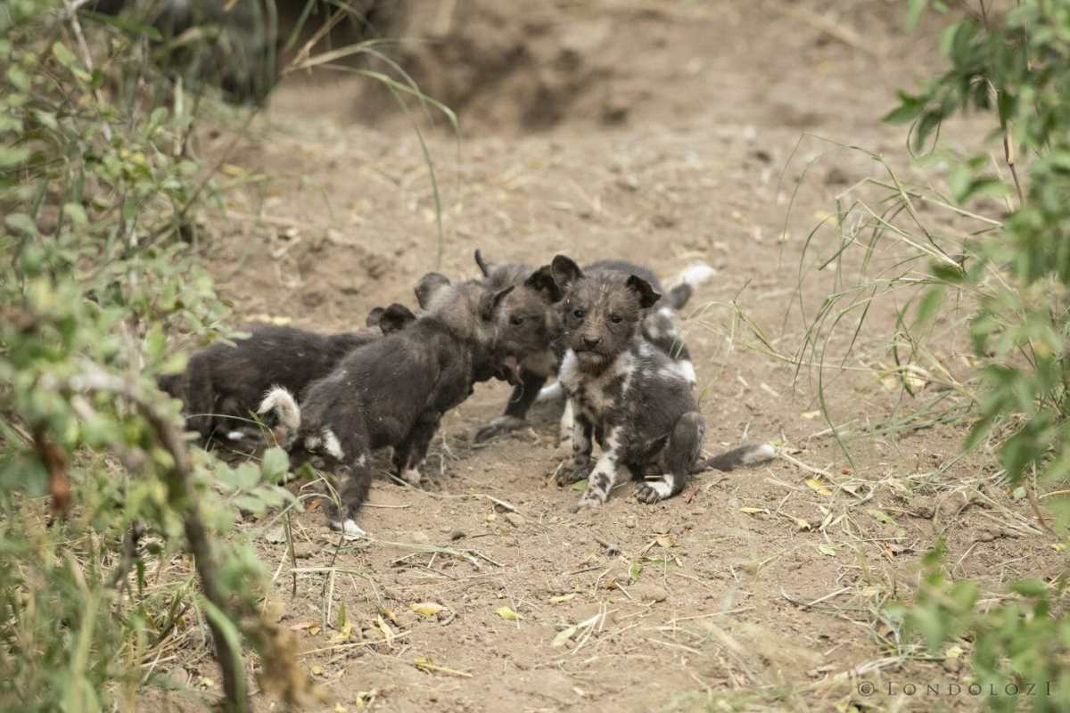 Wild-Dog-Pup-2-1398x932