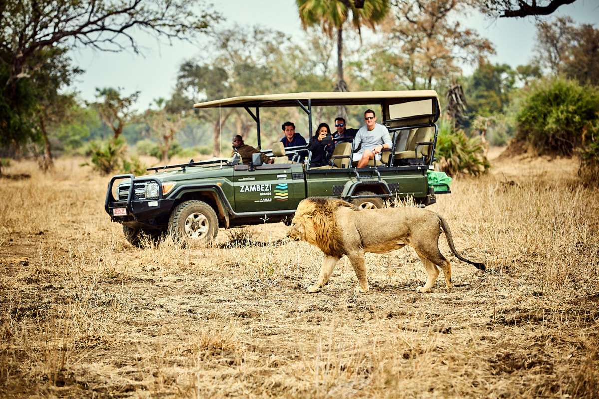ZG - Activity - Game Drive Lion