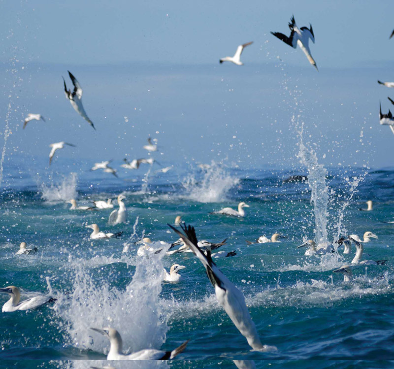 Birds-during-sardine-run