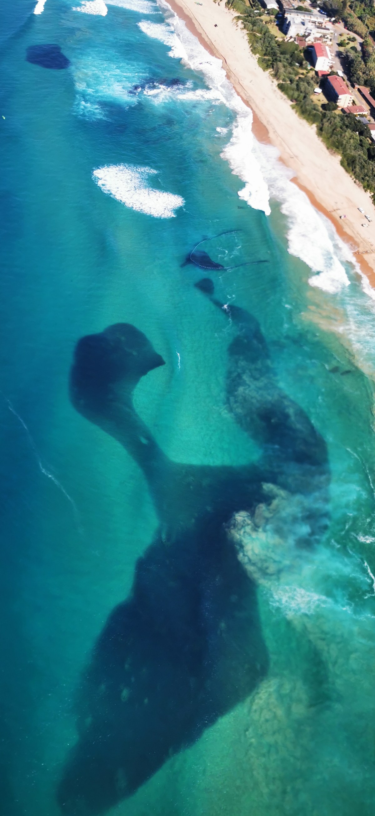 sardine-activity-increases-on-the-kzn-south-coast-as-winter-chill-sets-in-3