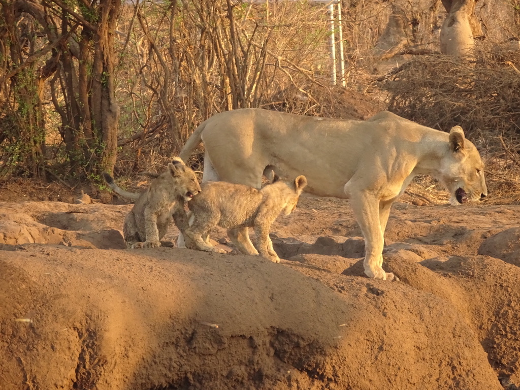 UNADJUSTEDNONRAW_thumb_173c4