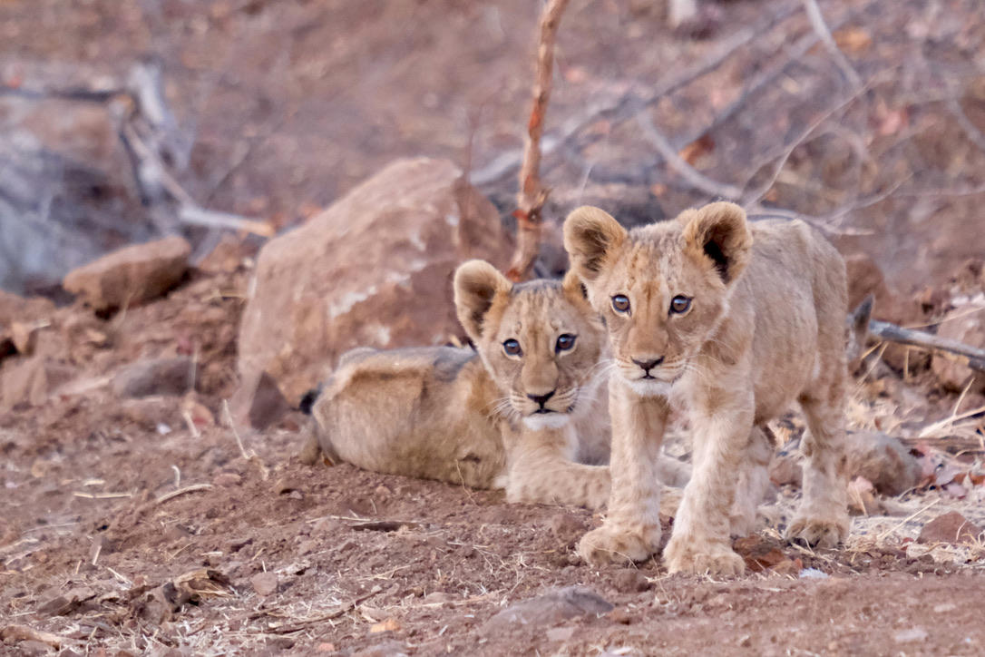 UNADJUSTEDNONRAW_thumb_17c70