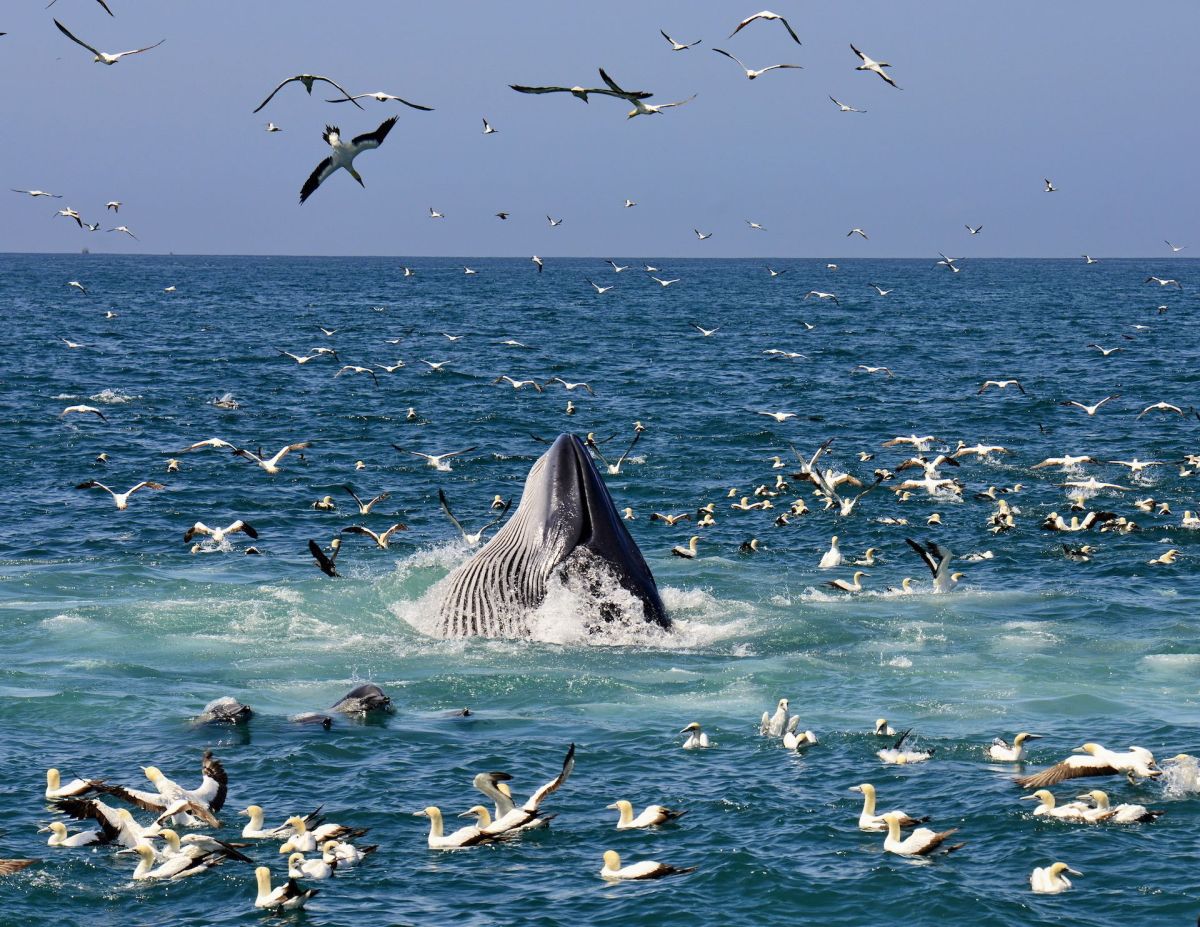 whale_watching_cruises_port_elizabeth_south_africa