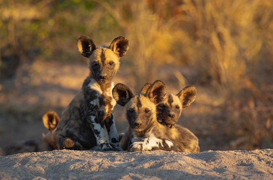 Londolozi Pups 2