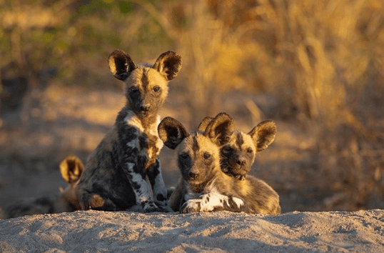 Londolozi Pups 2
