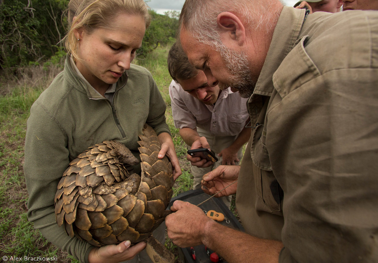 Pangolin release