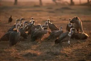 A hyena and a group of vultures feeding on a carcass at sunset on the African savanna
