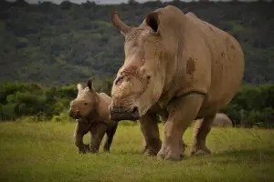 Thandi the white rhino walking with her calf across the grasslands of Kariega Game Reserve in South Africa