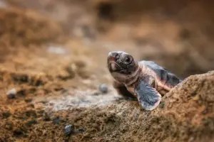 A baby loggerhead turtle crawling over rocky sand toward the ocean