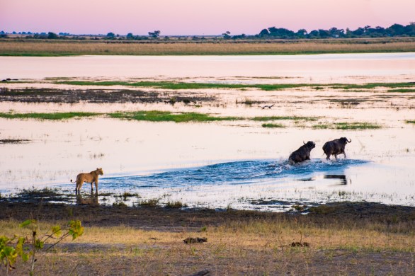 A lioness stands at the water’s edge watching two buffalo wade across the Chobe River floodplain at sunset.