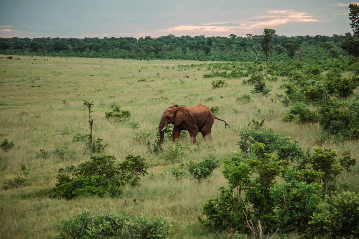 An African elephant grazing in the open grasslands near Victoria Falls, Zimbabwe.